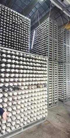 探尋齊長城 長城腳下“智慧工廠”助民增收，香菇基地里“枯木變金”激活網(wǎng)絡(luò)文化傳播